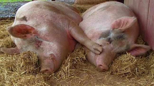 Χοιροτροφία: Κρατικές ενισχύσεις 5,7 εκατ. ευρώ