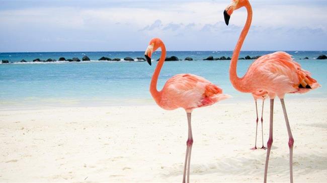 Μια αγκαλιά τα ροζ Φλαμίνγκο στον υγρότοπο της Καλλονής