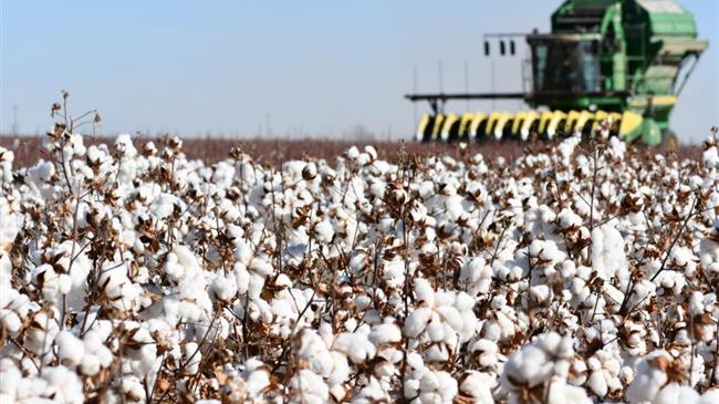 Οι βασικές αρχές καλλιέργειας του βαμβακιού