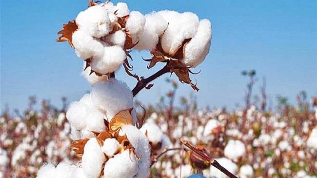 Λογαριάζουν χωρίς τον ξενοδόχο... στο κομφούζιο για το βαμβάκι