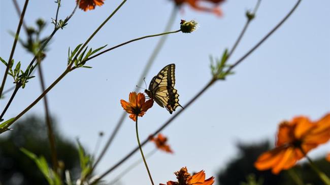 Ένα «κλικ» μακριά, από τον Μάρτιο, ο Βαλκανικός Βοτανικός Κήπος Κρουσσίων