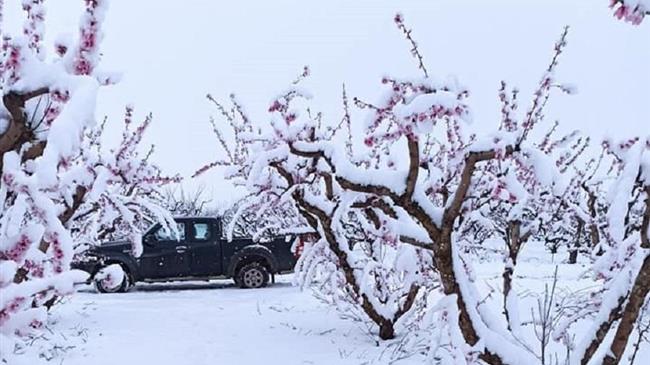 Ζημιές σε δενδρώδεις καλλιέργειες στα Φάρσαλα
