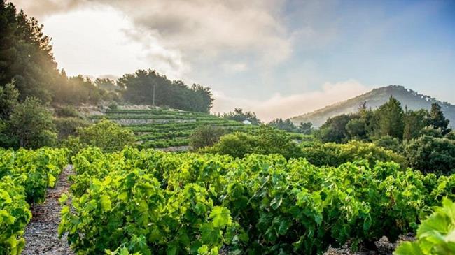 Οι Copa-Cogeca αντιτίθενται στον διπλασιασμό του ποσοστού για νέες Άδειες Φύτευσης Αμπέλων