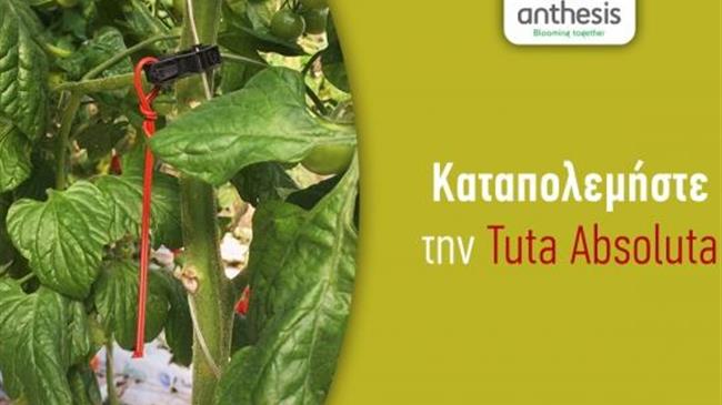 Ολοκληρωμένη λύση στο πρόβλημα της Tuta absoluta