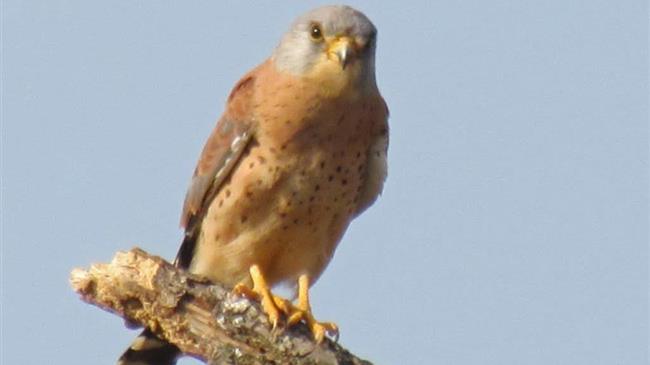 Ε. Πανώριου: Το Κιρκινέζι, ένας φτερωτός φίλος που απειλείται με εξαφάνιση