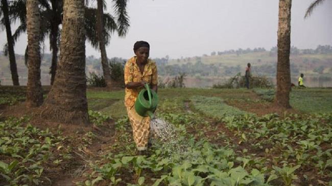 FAO welcomes €40 million from Germany to help farmers withstand shocks like COVID-19 and extreme climate events