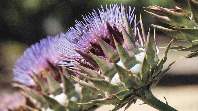 Ενεργειακά φυτά για την παραγωγή στερεού καυσίμου - Η περίπτωση της αγριοαγκινάρας στο Παν. Θεσσαλίας