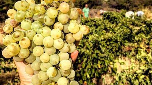 CEVI: Το Ευρωπαϊκό Σχέδιο για την Καταπολέμηση του Καρκίνου δεν πρέπει να έρθει αντιμέτωπο με τον ευρωπαϊκό κρασί