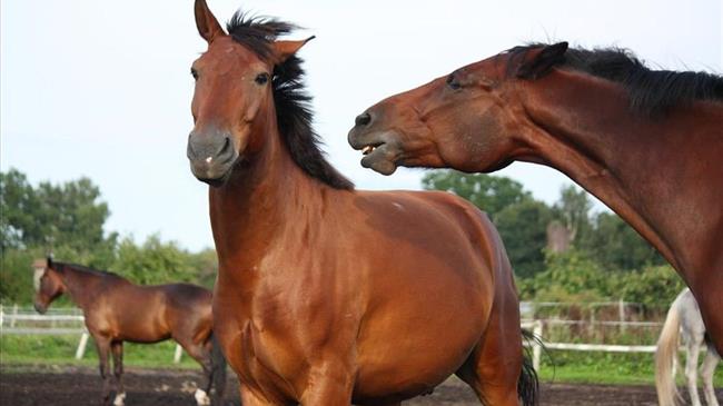 Έσωσαν νεογέννητο αλογάκι γιατροί του Κέντρου Υγείας Εχίνου