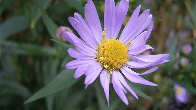 «Μυστήριο» με φωτογραφία μωβ λουλουδιού που σαρώνει στο διαδίκτυο