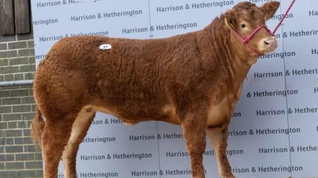 360.000 δολάρια έπιασε μία Βρετανή δαμάλα