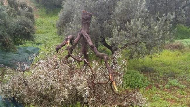 Ρέθυμνο: Τον σκότωσε το κλαδί ελιάς που κλάδευε