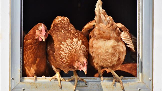 Ενοίκιο στις... κότες έφεραν οι αυξημένες τιμές στα αυγά