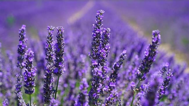 Λεβάντα: Ενισχύσεις De minimis ζητούν οι παραγωγοί των Γρεβενών