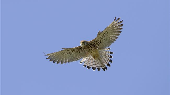 Κιρκινέζι, ένας φτερωτός συγκάτοικος