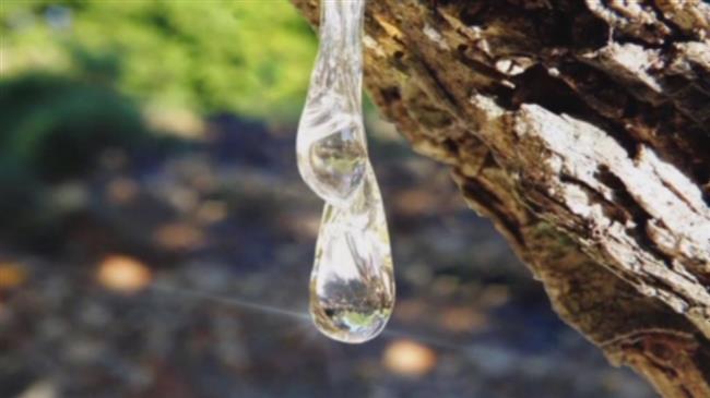 Η μαστίχα Χίου κατακτά την αγορά της Νότιας Κορέας