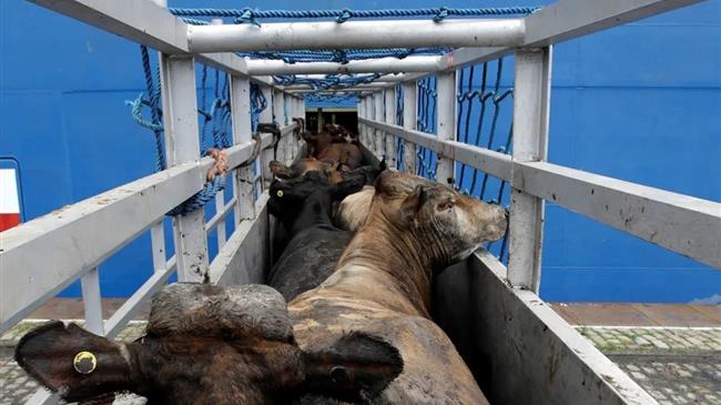 Καταρροϊκός πυρετός: Εικόνες σοκ με άρρωστα και μελλοθάνατα ζώα σε πλωτό φέρετρο στην Κύπρο