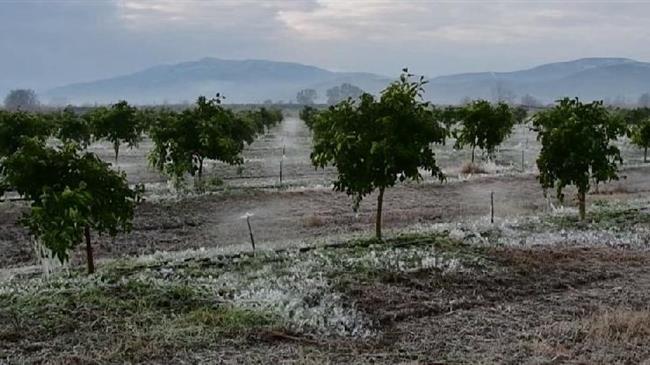 Μεγάλες οι καταστροφές του παγετού στον Ηλειακό Κάμπο
