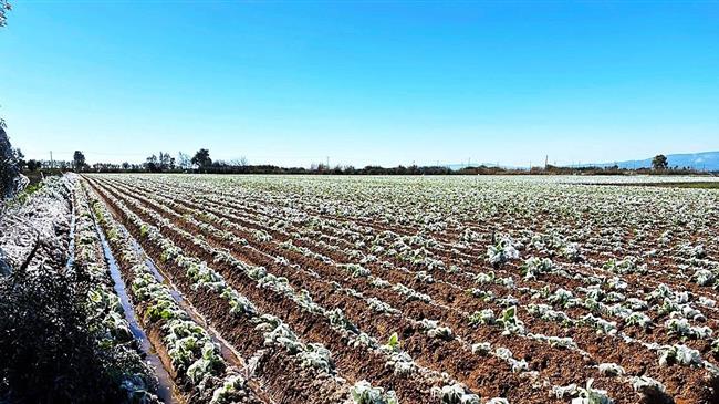 Ηλεία: Πολλές οι καταστροφές στις καλλιέργειες από τον παγετό