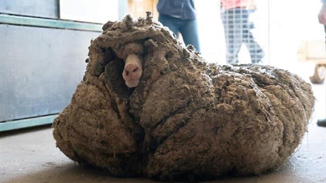 Πρόβατο με μαλλί 35 κιλών