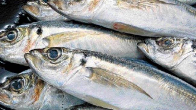 Global fisheries and aquaculture hard hit by COVID-19 pandemic, says FAO report