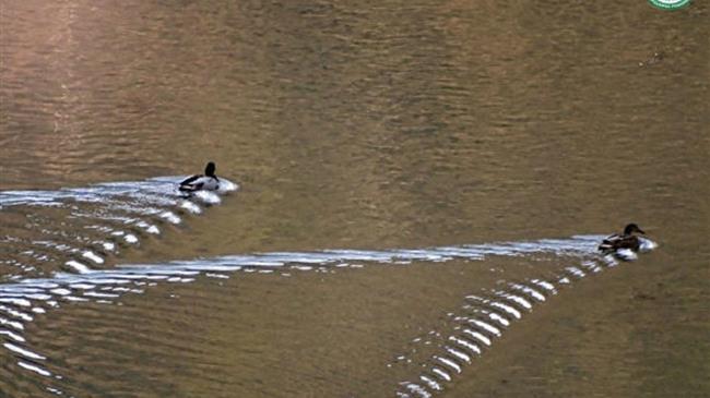 Μοναδικής ομορφιάς εικόνες από καταγραφές υδρόβιων πουλιών στη Ροδόπη