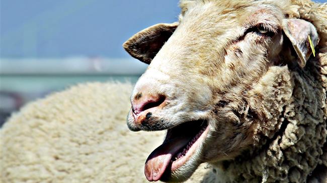 Αποζημιώσεις κτηνοτρόφων: Εγκρίθηκε ποσό ύψους 862.509,08 ευρώ