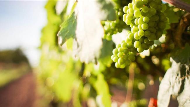 Η ξηρασία χτυπάει ανελέητα: 100% καταστροφή για τους αμπελουργούς στις Σέρρες