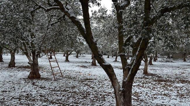 Λάρισα: Σε απόγνωση οι δενδροκαλλιεργητές