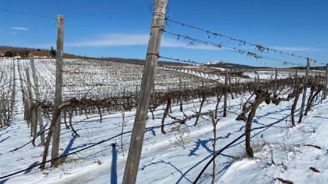 Ροδόπη: Κρασί από τη γη των Κικόνων στο Dubai