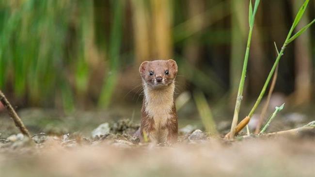 Καστοριά: Βραβείο για τη νυφίτσα που κοιτά κατάματα το φακό