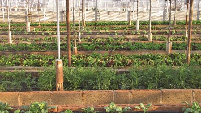 Δράσεις αστικής γεωργίας στην Περιφέρεια Κεντρικής Μακεδονίας