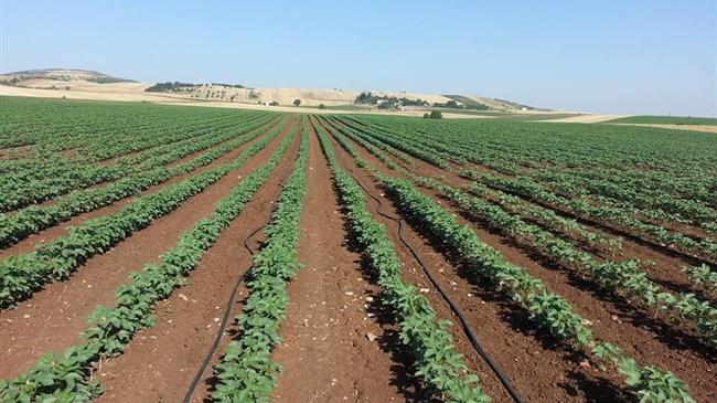 Συνδεδεμένες ενισχύσεις: Πήραν ΦΕΚ - άμεσα η καταβολή  246.314.628 ευρώ