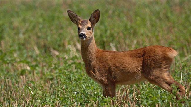 Συμβουλές συμπεριφοράς του ΑΡΚΤΟΥΡΟΥ σε περίπτωση συνάντησης μωρού ζαρκαδιού