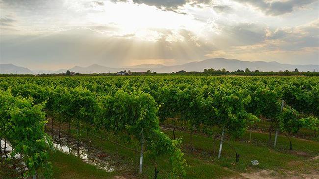 Έως 31/5 οι δηλώσεις εκτάσεων για τους παραγωγούς τσίπουρου