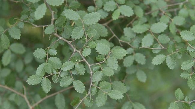 Το MAIX για την αμπελιτσιά