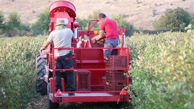 Αρώνια: Ο covid «πάγωσε» τις εξαγωγές