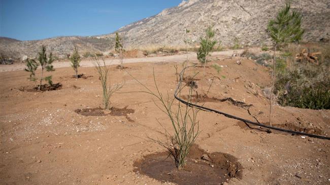 Αναδάσωση στην περιοχή της Κινέτας από τον όμιλο της Motor Oil
