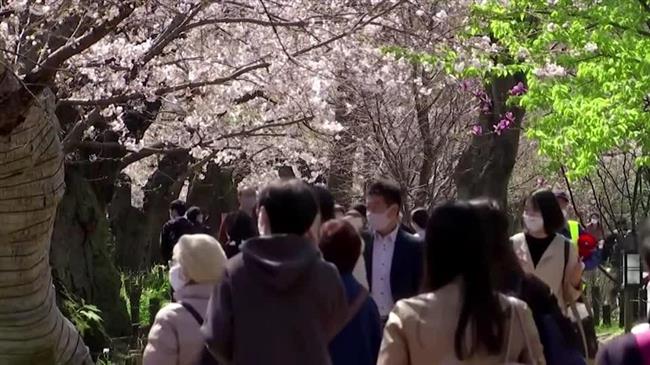 Ιαπωνία: Οι κερασιές έφθασαν σε πλήρη ανθοφορία σε χρόνο ρεκόρ