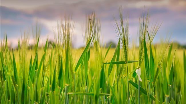 Ρωσία: Οι τιμές εξαγωγής του σίτου μειώθηκαν απότομα την περασμένη εβδομάδα