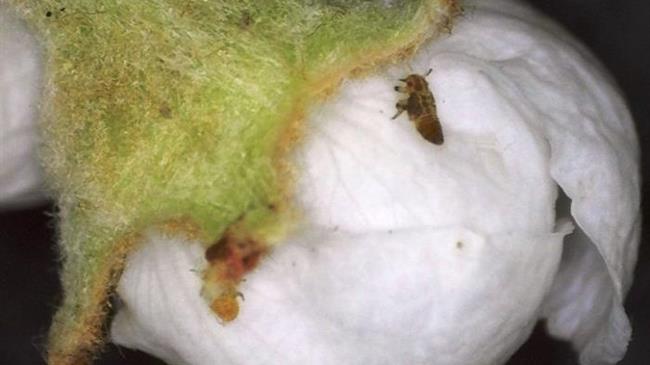 Γεωργικές Προειδοποιήσεις για ΨΥΛΛΑ Αχλαδιάς