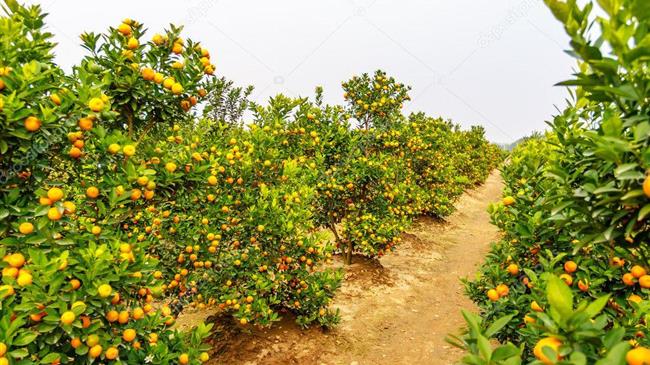 Τον Λιβανό τελικά  χτυπάτε ή τους αγρότες;