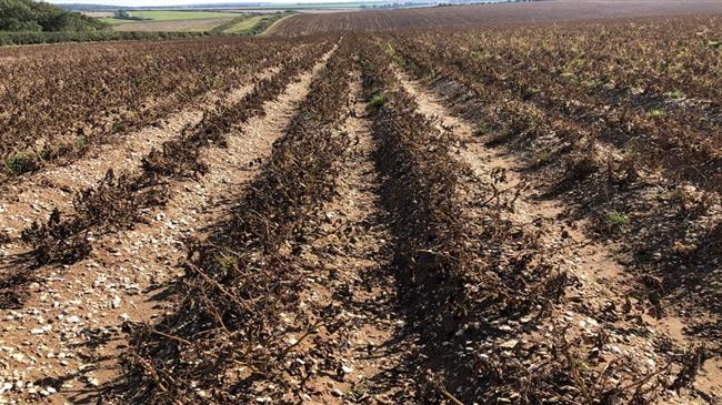 Χορηγήθηκε άδεια στο Ζιζανιοκτόνο-αποξηραντικό AFFINITY® 6 ME της FMC