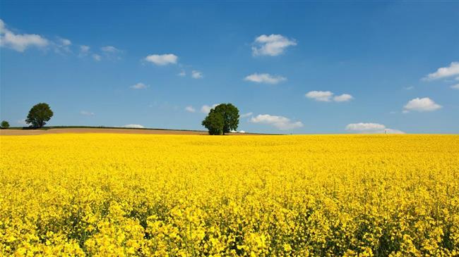 Πτολεμαΐδα: Έλεγχοι των καλλιεργειών ελαιοκράμβης και σιτηρών με ρομποτικά μηχανήματα