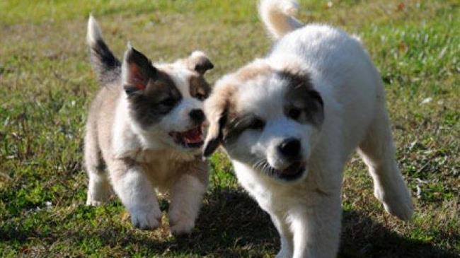 Ο Μητσοτάκης εξαφανίζει τις ελληνικές ράτσες σκύλων και άλλων δεσποζόμενων ζώων συντροφιάς