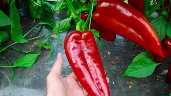 ΕΒΕ Φλώρινας: “Πιστοποίηση της κόκκινης πιπεριάς Φλωρίνης ως ιδιότυπο προϊόν”