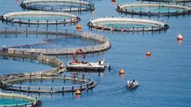 Ψάρι ιχθυοκαλλιέργειας από την Τουρκία τρώει η Ελλάδα
