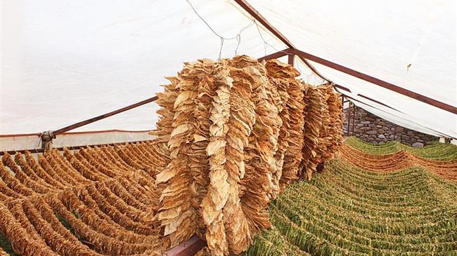 ΣΥΡΙΖΑ: «Εμπαιγμός των καπνοπαραγωγών από την κυβέρνηση που τους παίρνει πίσω τις επιδοτήσεις»