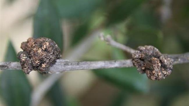 Καρκίνωση ή φυματίωση ελιάς