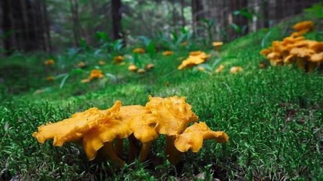 Η τσάντα «Victoria» θα κατασκευάζεται - αντί για δέρμα - από μανιτάρια